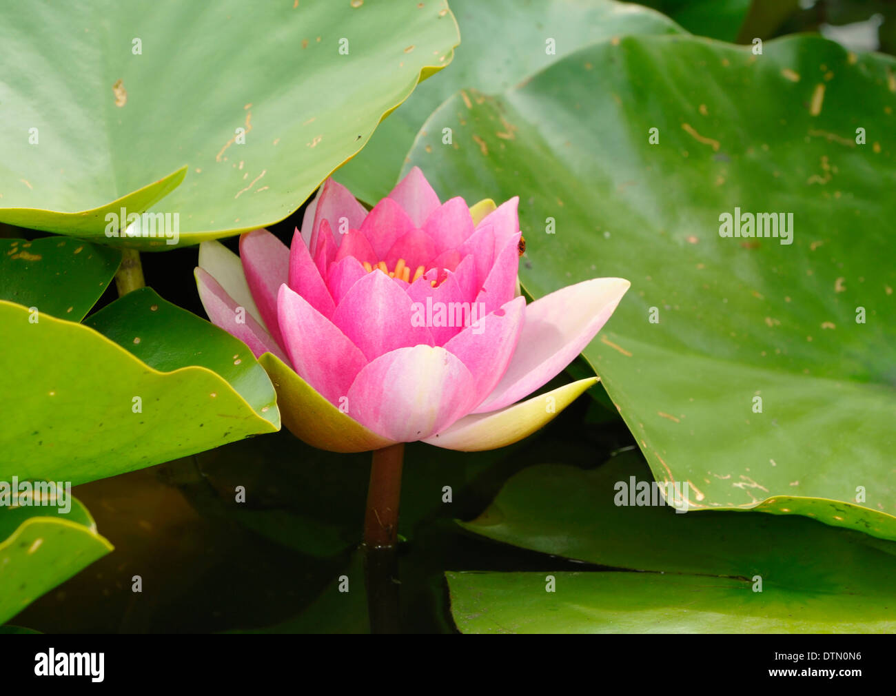 L'eau de rose-lily - Nymphaea Banque D'Images