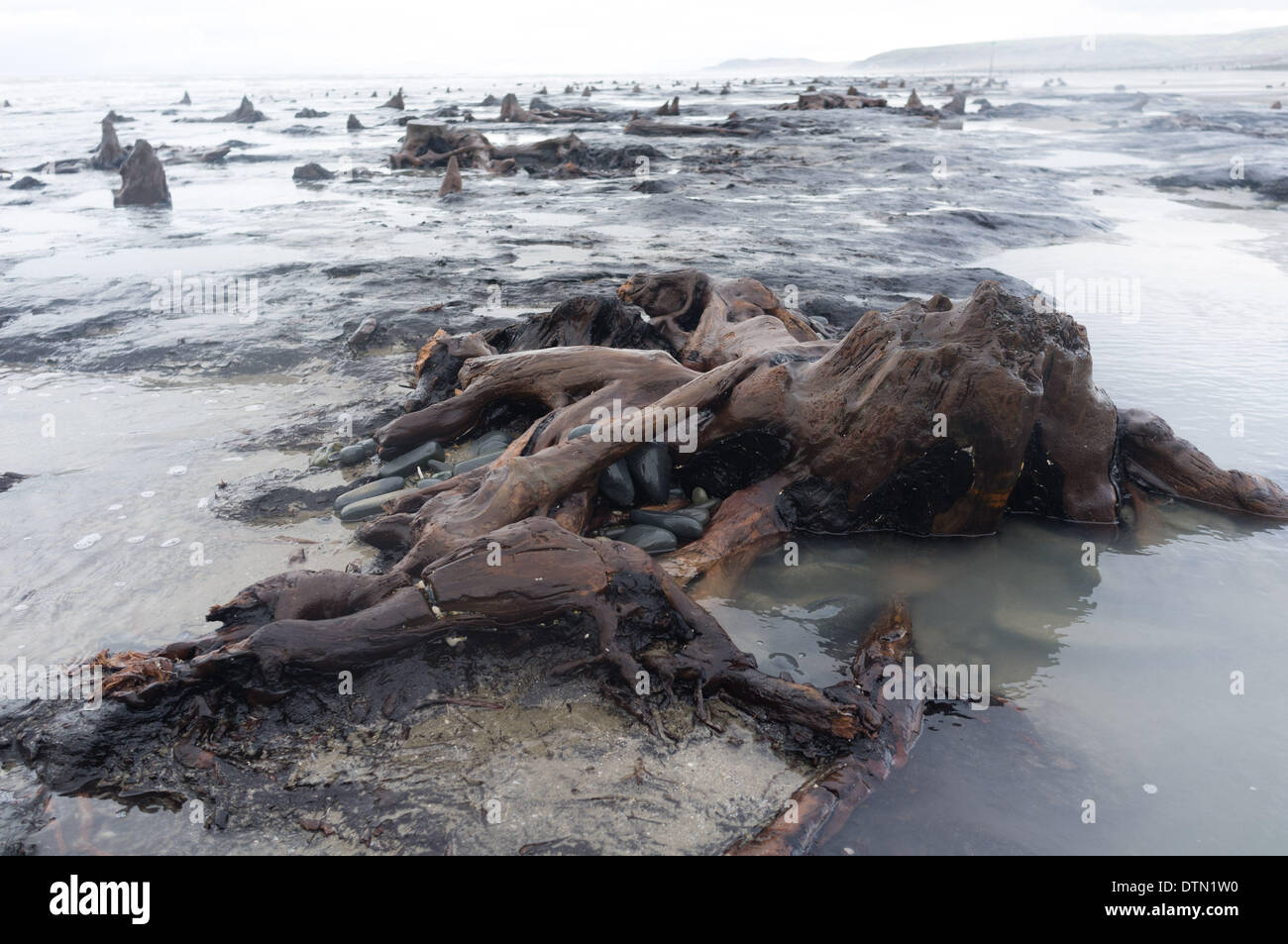 Borth, Pays de Galles, Royaume-Uni. 19 févr. 2014. Les récentes tempêtes énormes et des coups de vent ont dépouillé de beaucoup le sable de s'étend de la plage entre Borth et Ynyslas sur la côte nord de l'ouest du pays de Galles, Aberystwyth anciens révélant les forêts, avec le reste des chênes datant de l'âge du bronze, il y a 6 000 ans. L'ancienne demeure sont dit par certains d'être les origines de la légende de "Cantre'Gwealod r' , un royaume mythique aujourd'hui submergé sous les eaux de la Baie de Cardigan pif Crédit : Keith morris/Alamy Live News Banque D'Images