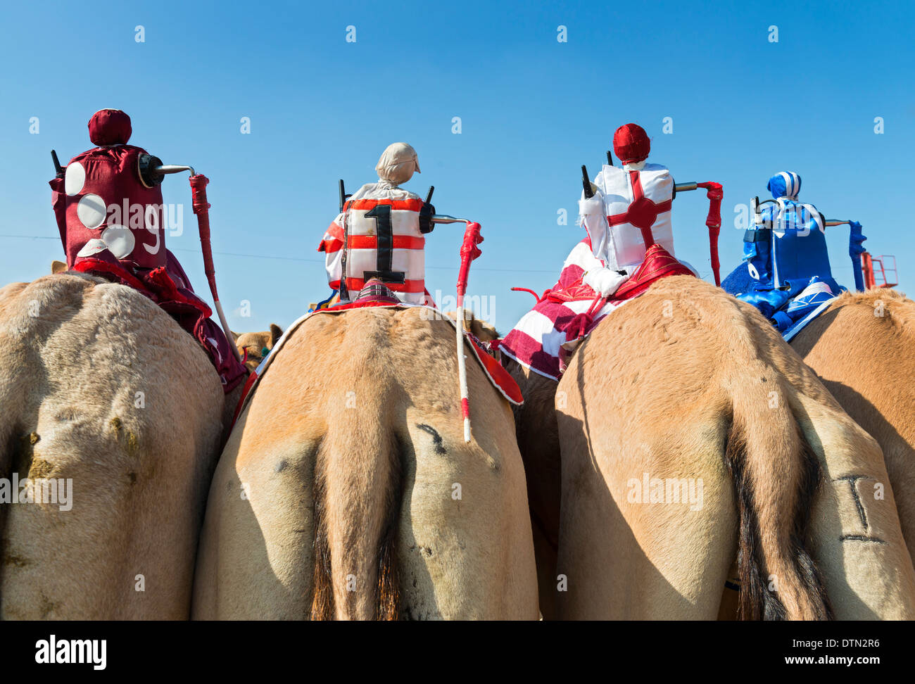 Robot télécommandé à jockeys de courses de chameaux à Dubai Racing Club de chameau à Al Marmoum à Dubaï Émirats Arabes Unis Banque D'Images