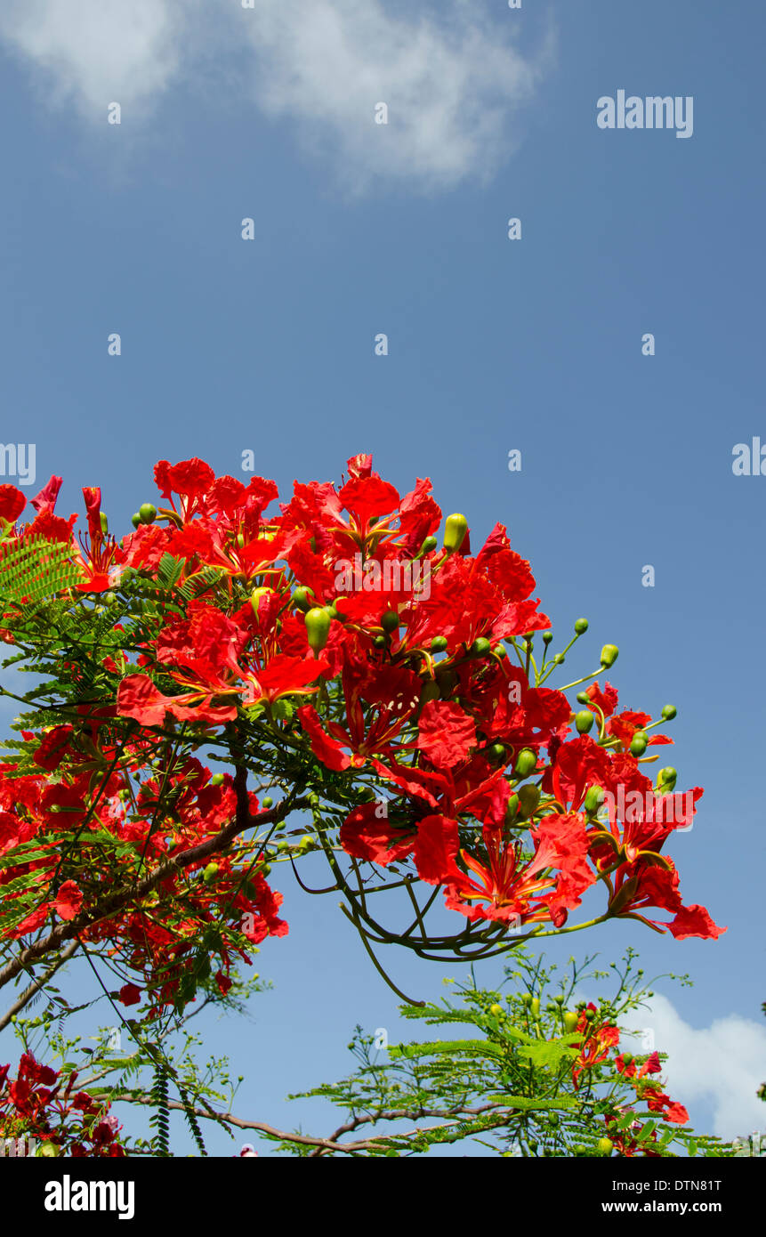 Guyane, Iles du salut. L'île Royale, accueil d'infâme colonie pénitentiaire. Île colorée Praça flamboyant arbre en fleur. Banque D'Images