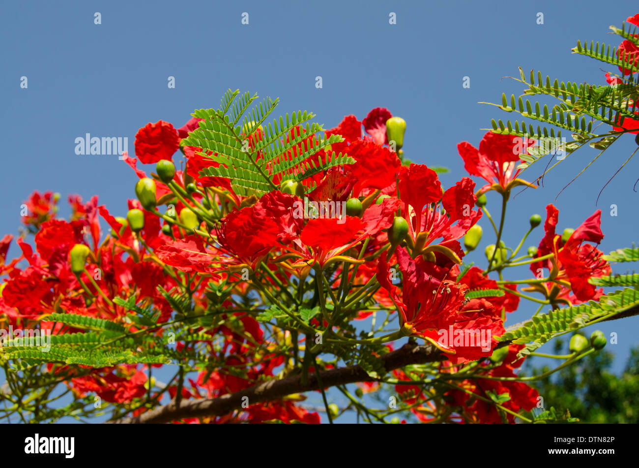 Guyane, Iles du salut. L'île Royale, accueil d'infâme colonie pénitentiaire. Île colorée Praça flamboyant arbre en fleur. Banque D'Images