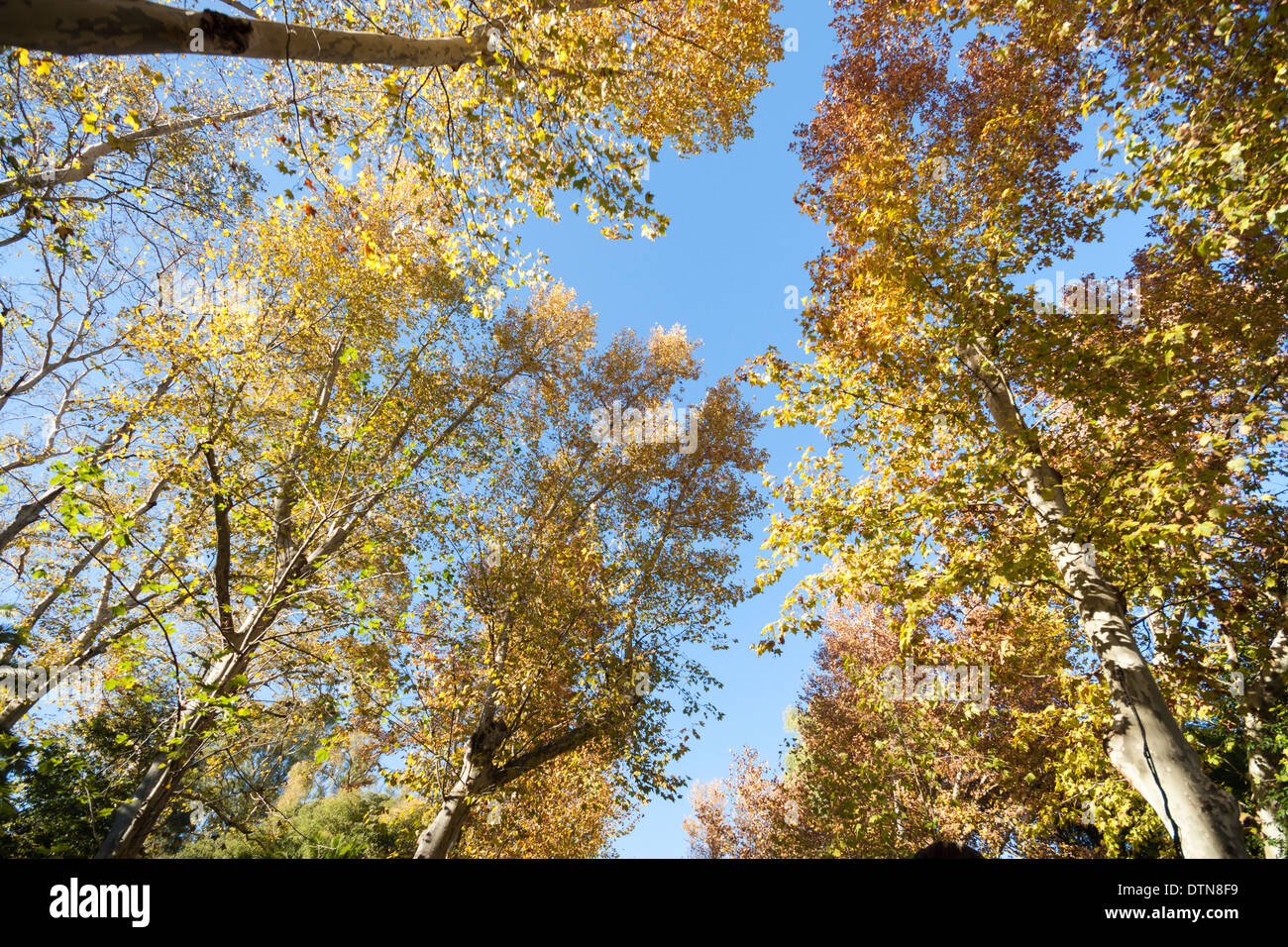 Les arbres d'automne et ciel bleu. Banque D'Images