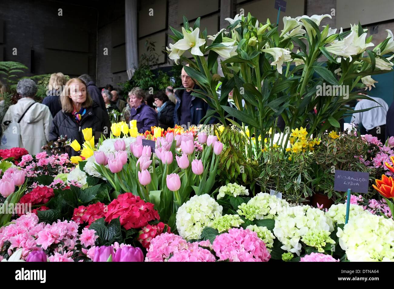 21/02/2014 : Londres. Couleur d'hiver frais et les plantes à floraison précoce expose au premier salon de l'ERS de l'année. Les RHS Usine de London et du Design est ouvert le vendredi 21 et samedi 22 février. Banque D'Images