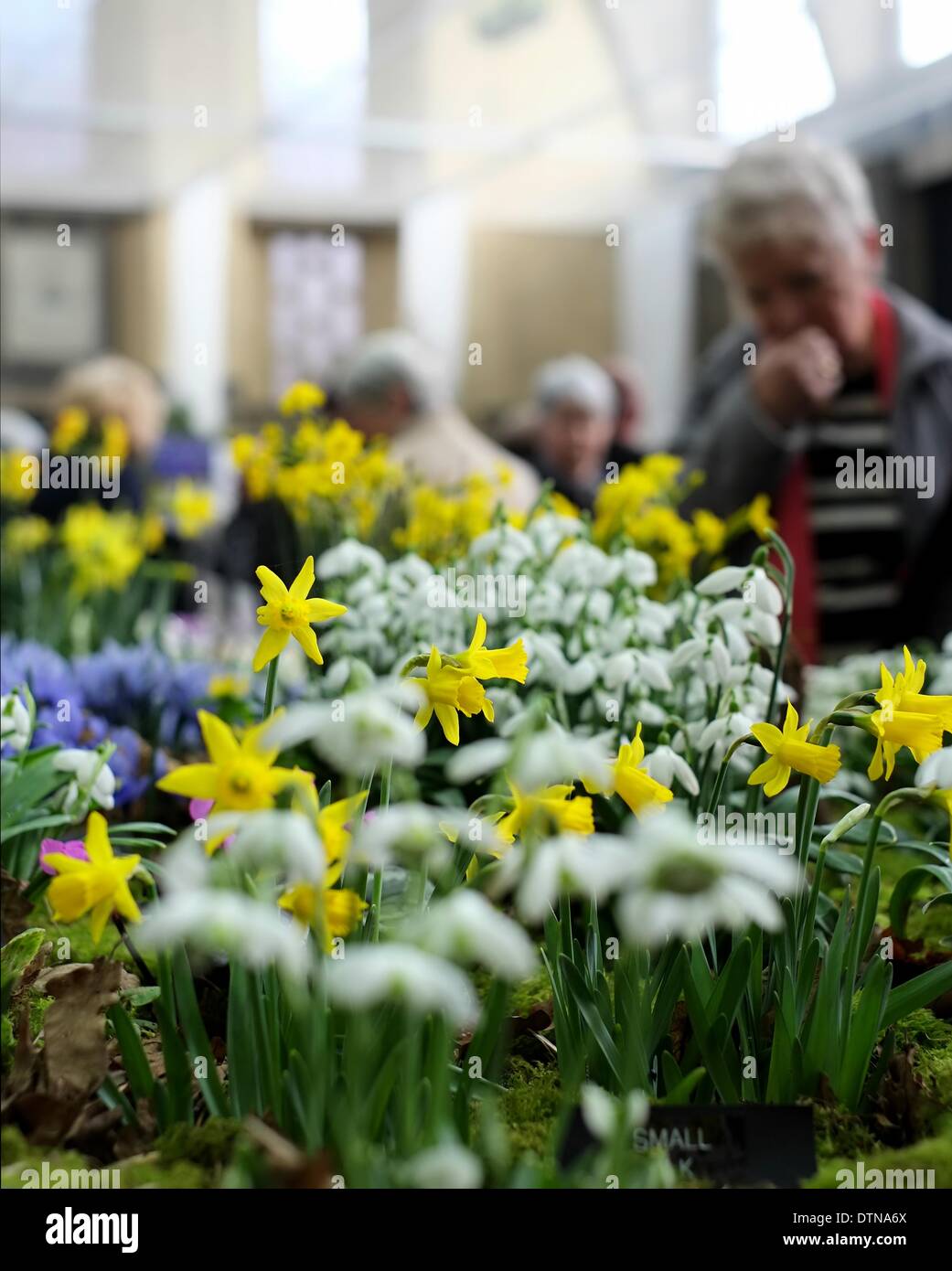 21/02/2014 : Londres. Couleur d'hiver frais et les plantes à floraison précoce expose au premier salon de l'ERS de l'année. Les RHS Usine de London et du Design est ouvert le vendredi 21 et samedi 22 février. Banque D'Images