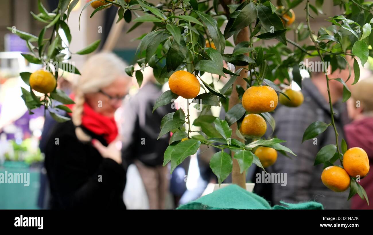 21/02/2014 : Londres. Couleur d'hiver frais et les plantes à floraison précoce expose au premier salon de l'ERS de l'année. Les RHS Usine de London et du Design est ouvert le vendredi 21 et samedi 22 février. Banque D'Images