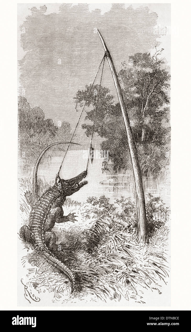 Piège un alligator sur l'Oyapock ou Oiapoque, rivière qui forme la frontière de la Guyane française et le Brésil, l'Amérique du Sud. Banque D'Images