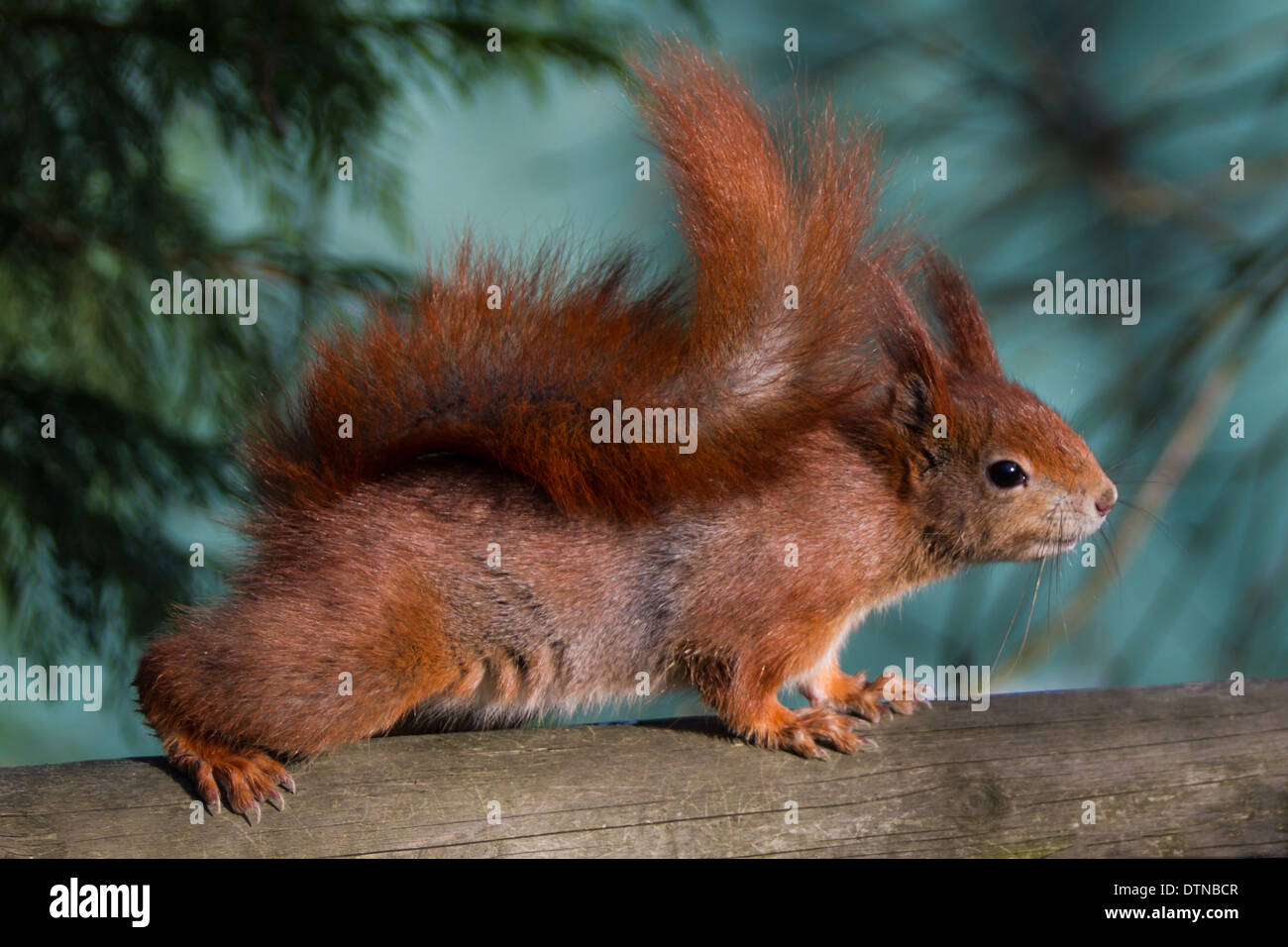 British Red Squirrel sur wooden post Banque D'Images