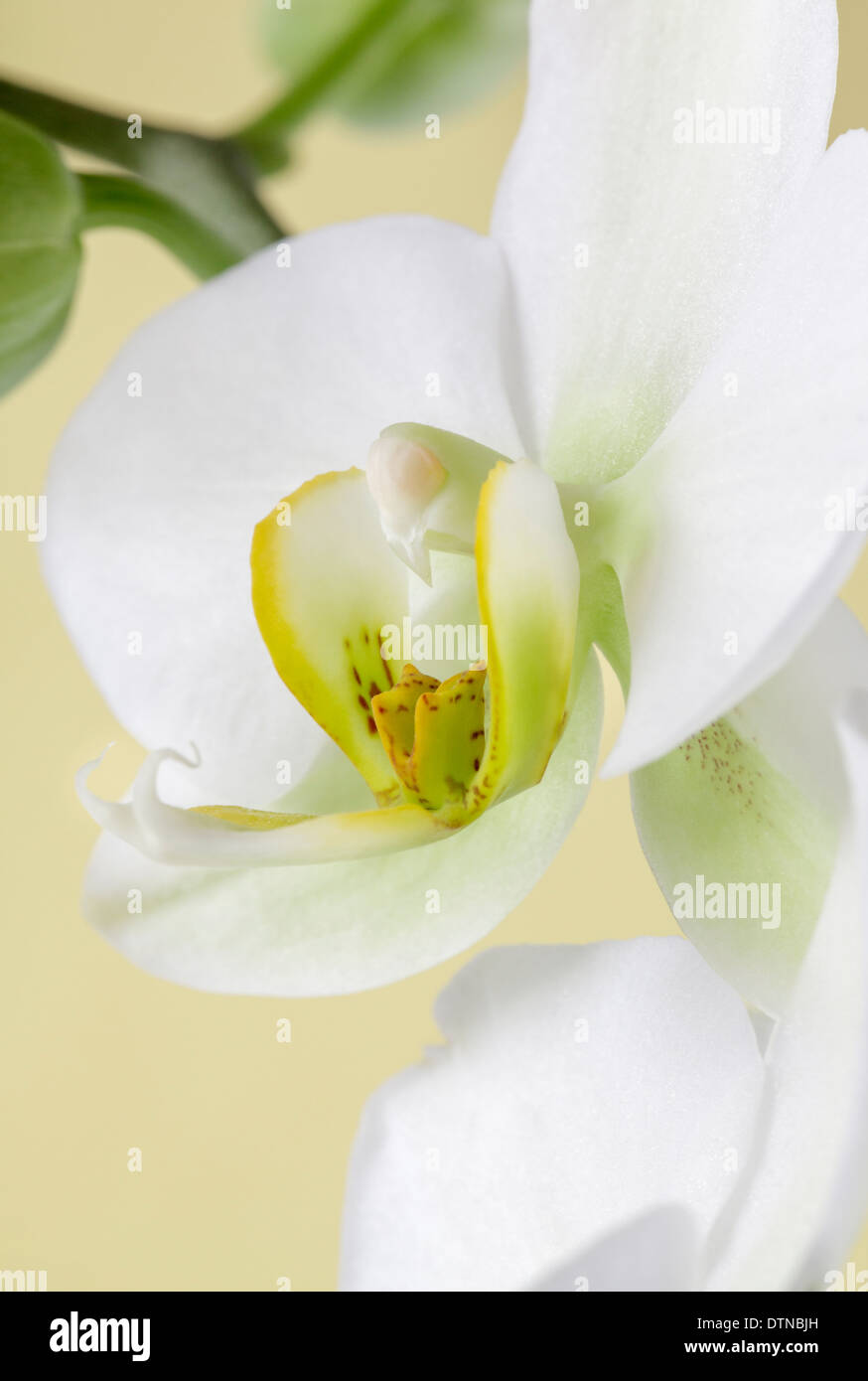 Close up of white orchid Banque D'Images