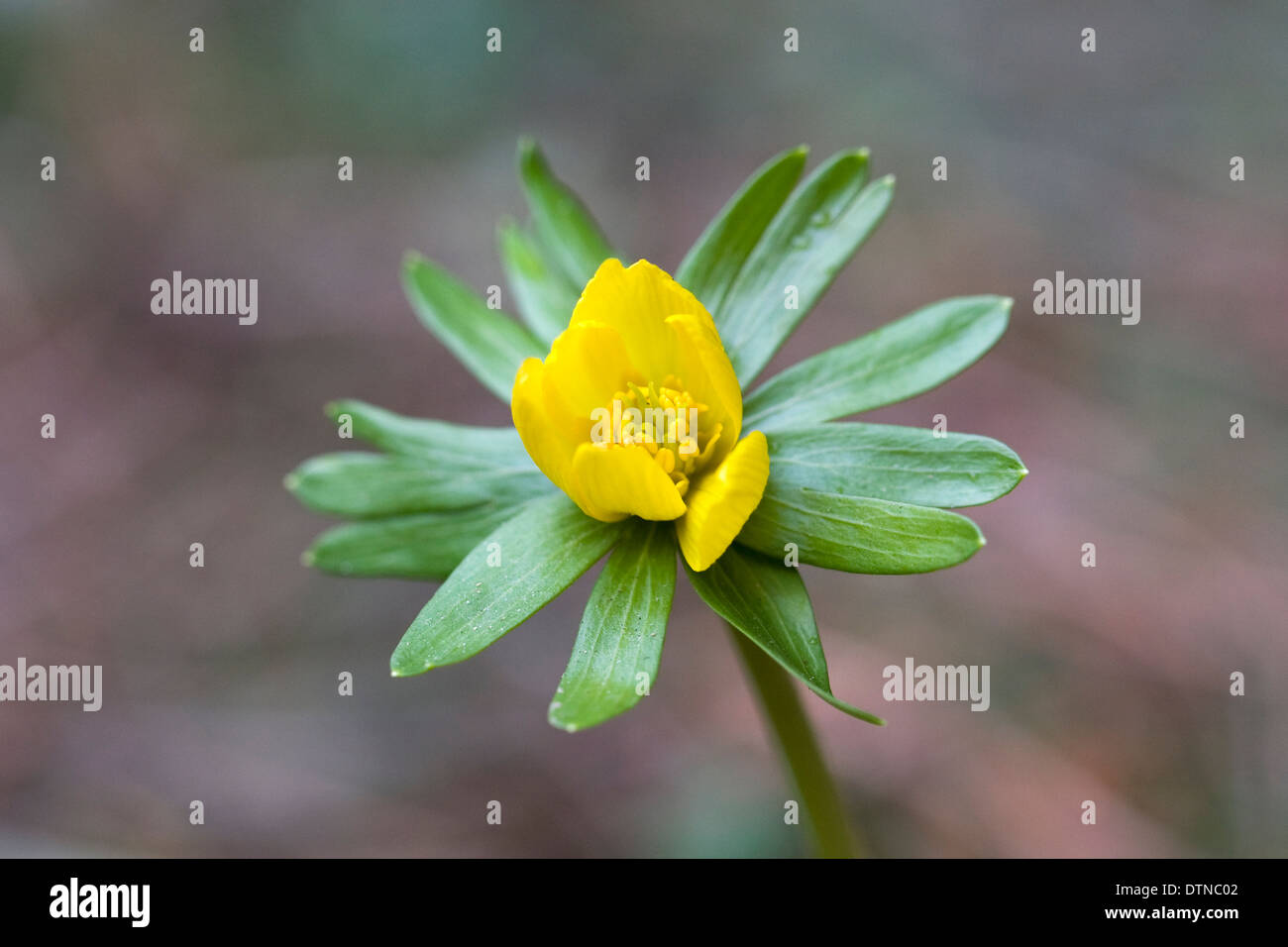 Eranthis hyemalis fleur en hiver. Une seule fleur aconit d'hiver. Banque D'Images