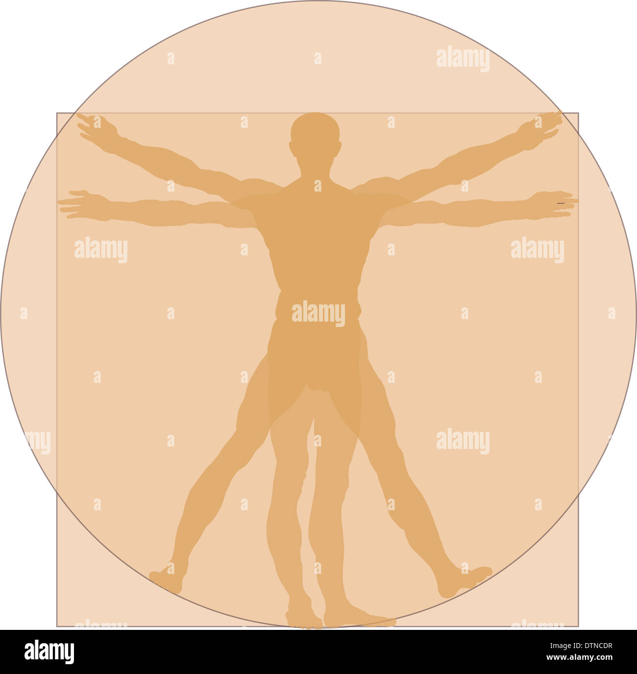 Homme de Vitruve Banque D'Images