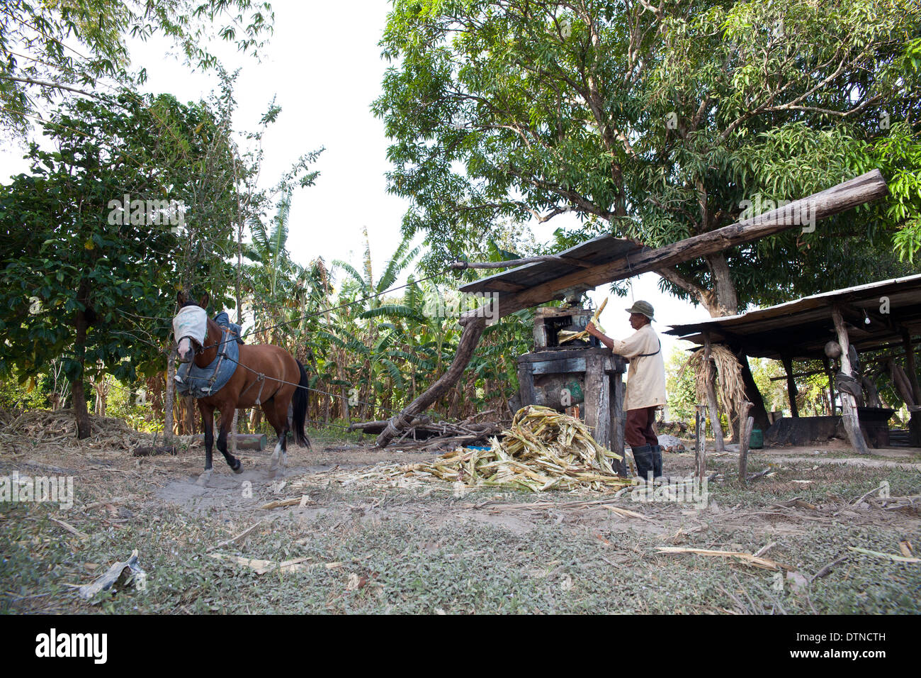 Balades à cheval en cercle pour donner le pouvoir à un jus de canne à sucre-machine, près de Penonome, province de Cocle, République du Panama. Banque D'Images