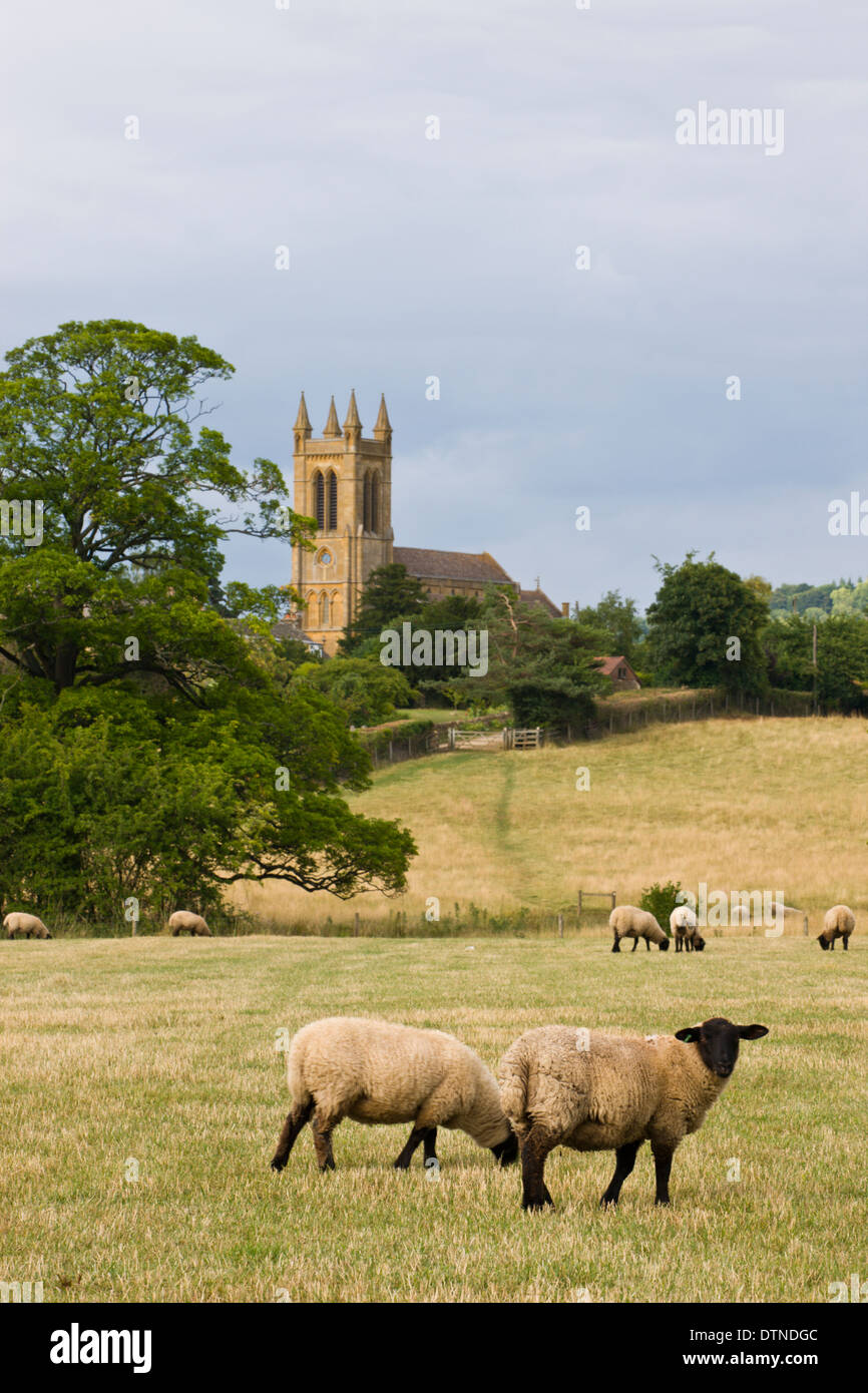 Moutons paissent dans les champs à proximité de la village des Cotswolds de Broadway, Worcestershire, Angleterre. L'été (juillet) 2010. Banque D'Images