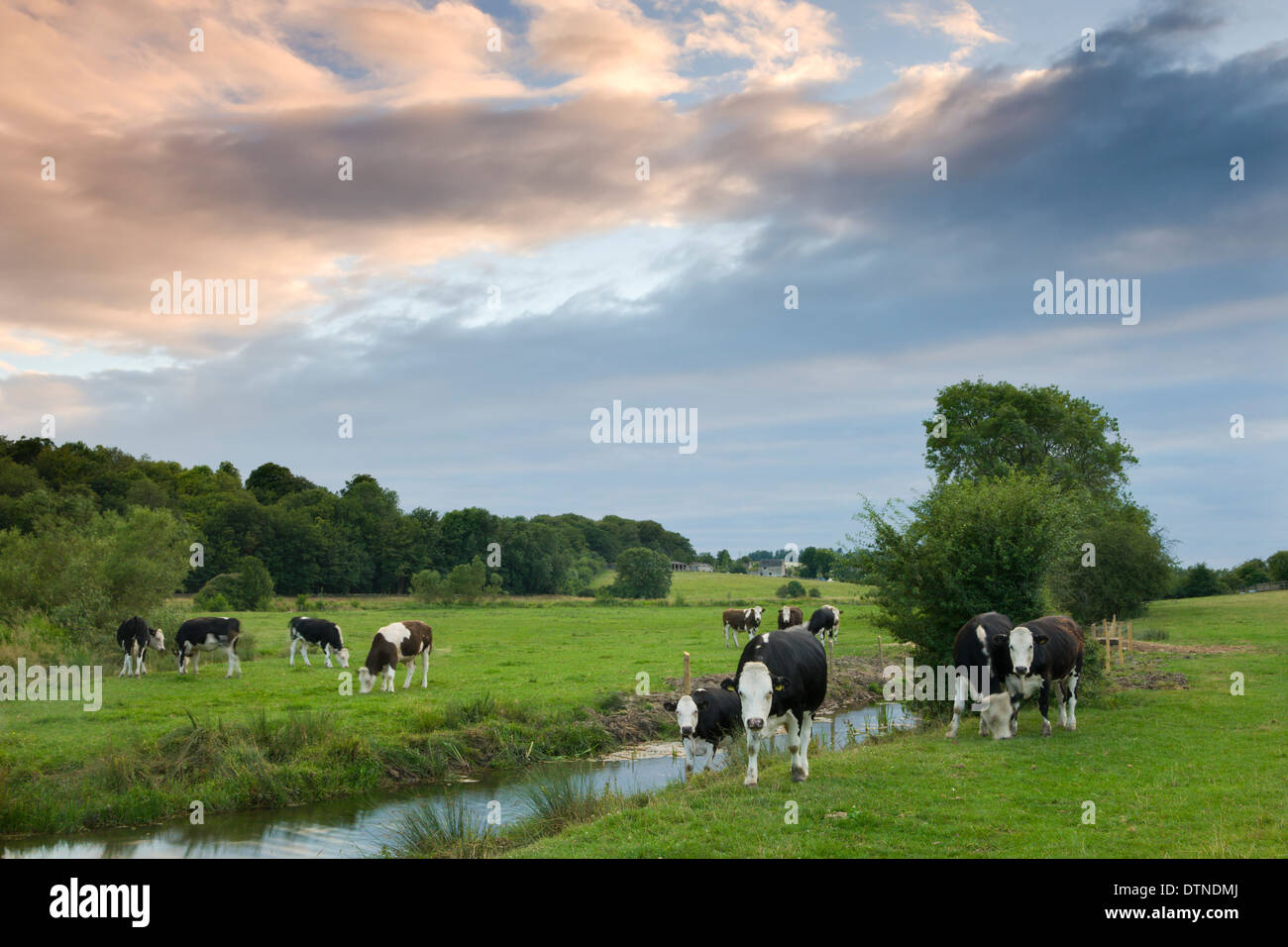 Les bovins broutent à côté de la rivière Windrush près de la région des Cotswolds ville de Burford, Oxfordshire, Angleterre. L'été (juillet) 2010. Banque D'Images