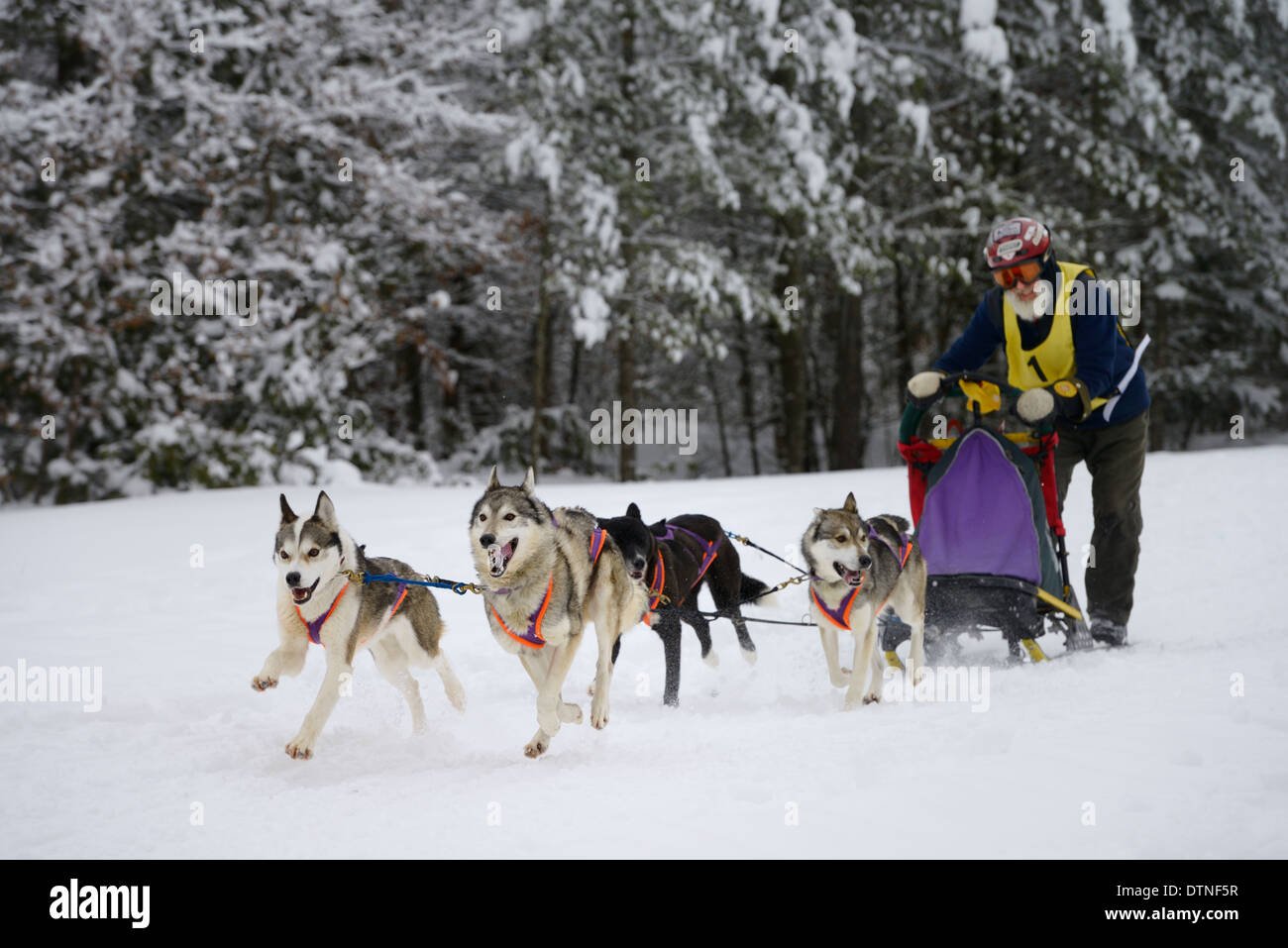 Musher masculins âgés en passant la forêt enneigée sur quatre cas de traîneau à chien de marmora ontario snofest Banque D'Images