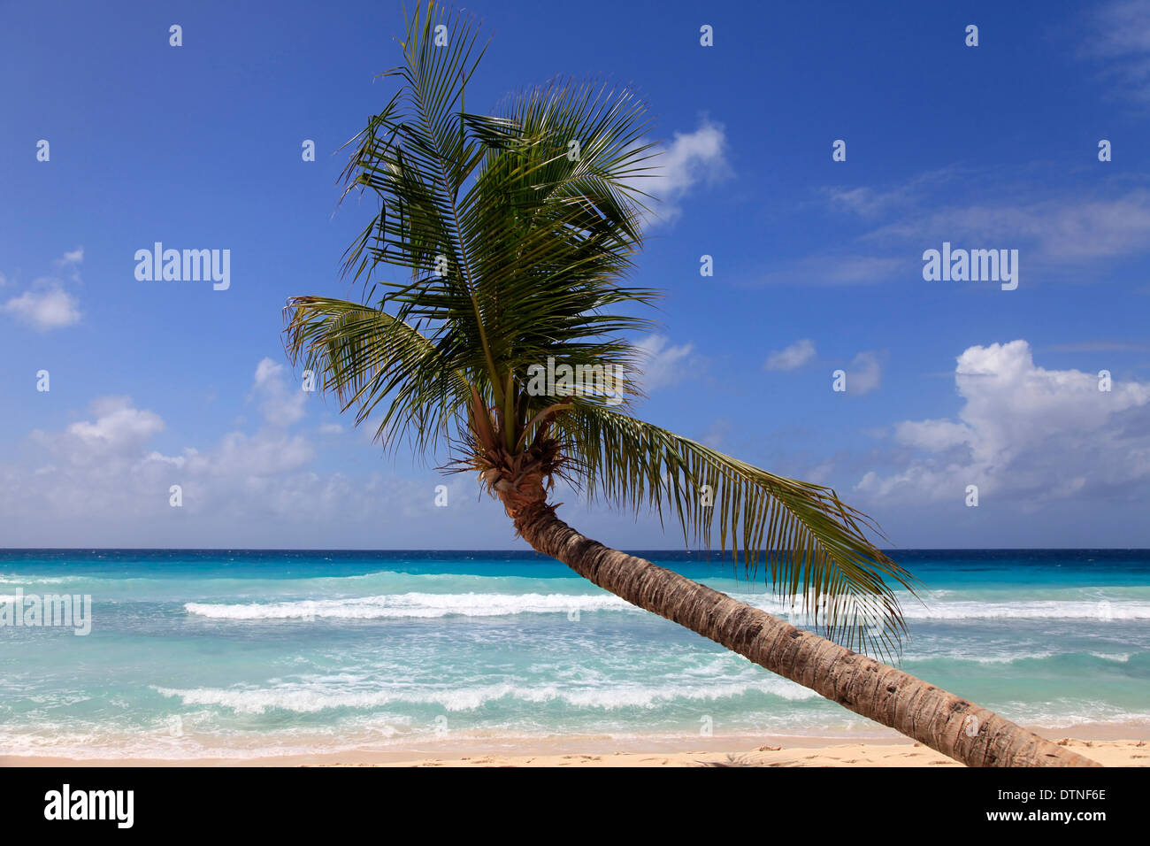 Plage tropicale intacte d'un palmier en Barbade Banque D'Images