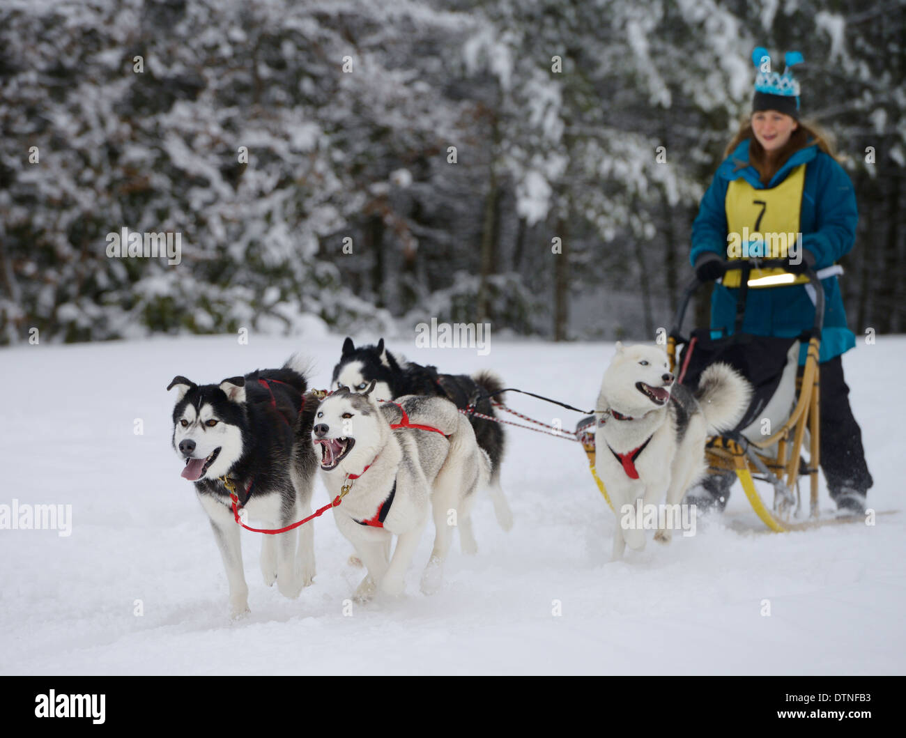 Musher femelle avec huskies de Sibérie en traîneau à chien race quatre cas de Marmora Snofest Ontario Canada avec des arbres couverts de neige Banque D'Images