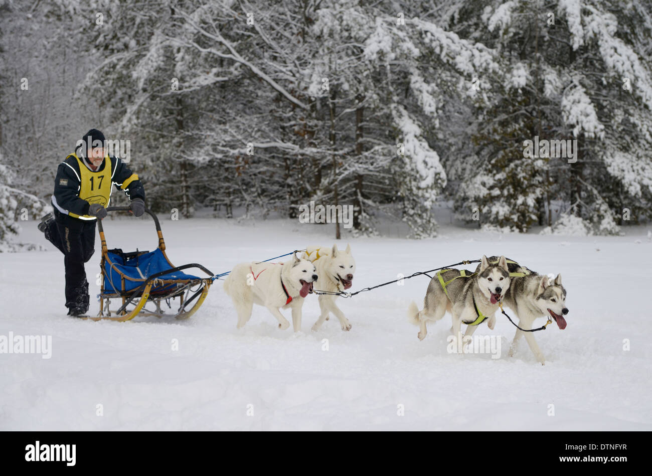 Musher mâle poussant quatre traîneau de course de marmora snofest ontario canada avec la neige a couvert des arbres à feuilles persistantes Banque D'Images