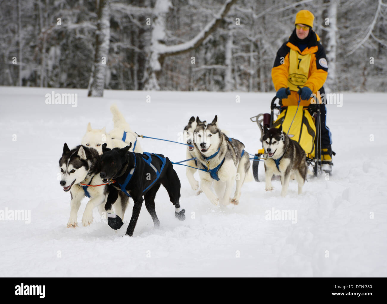 Musher mâle détendue avec husky sleddogs au démarrage de 10 km course de chiens de six dans la neige fraîche l'Ontario snofest marmora Banque D'Images