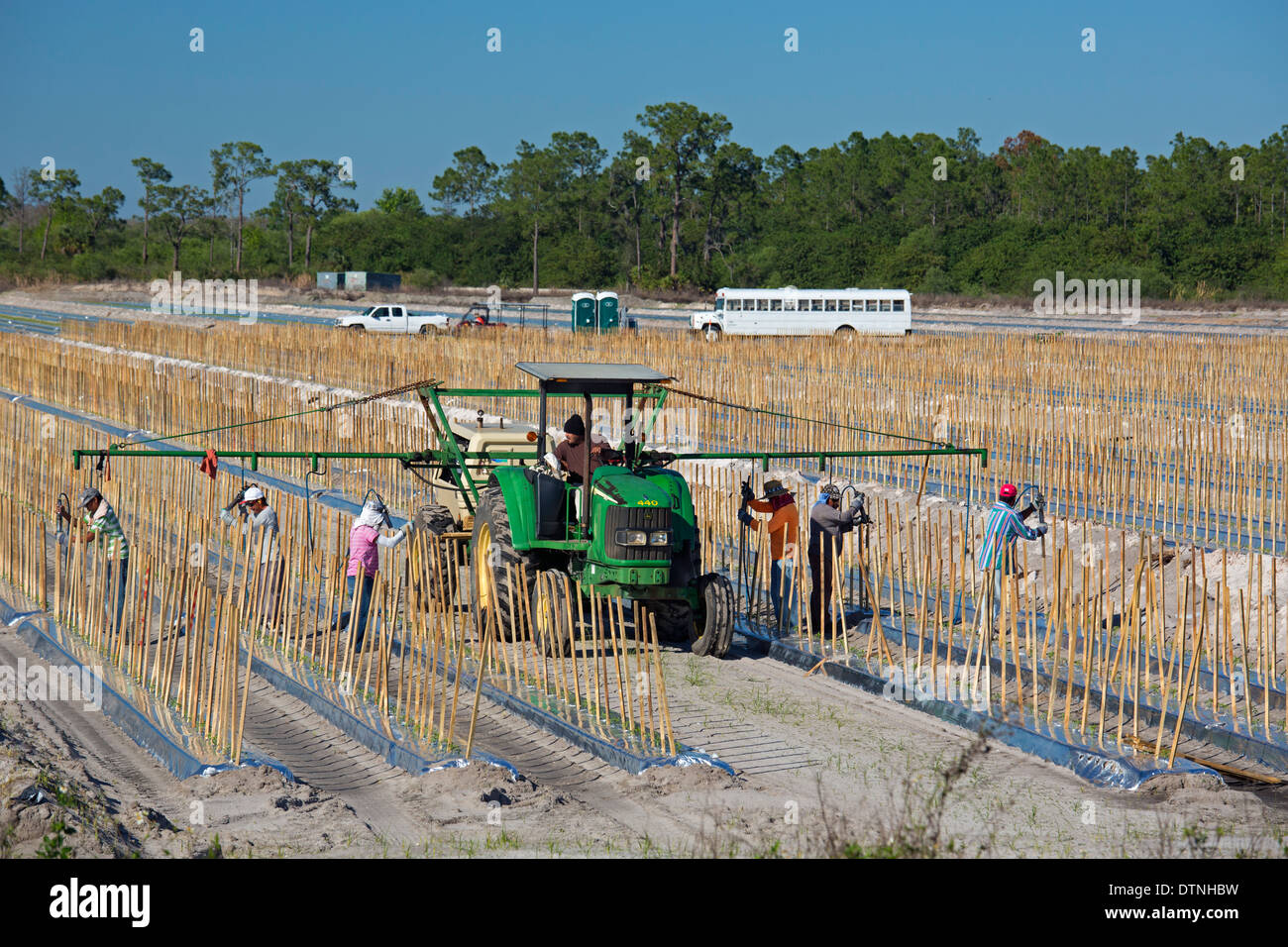 Immokalee, Floride - Les travailleurs les pieux de place en lignes où les tomates va croître. Banque D'Images Immokalee, Floride - Les travailleurs les pieux de place en lignes où les tomates va croître. Banque D'Images