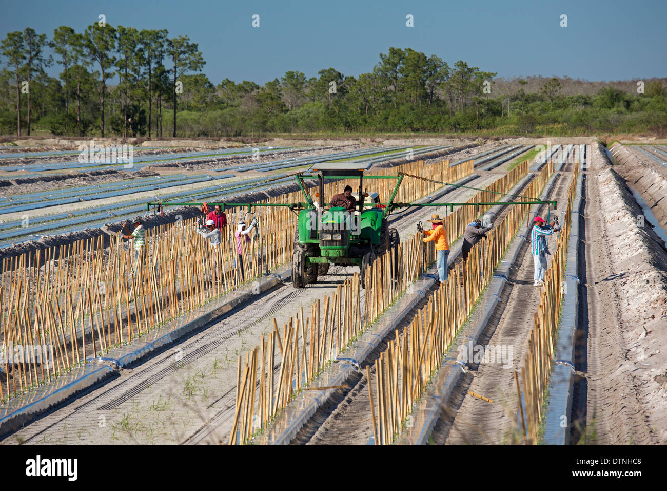 Immokalee, Floride - Les travailleurs les pieux de place en lignes où les tomates va croître. Banque D'Images Immokalee, Floride - Les travailleurs les pieux de place en lignes où les tomates va croître. Banque D'Images