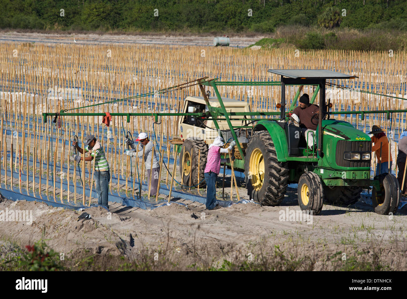 Immokalee, Floride - Les travailleurs les pieux de place en lignes où les tomates va croître. Banque D'Images Immokalee, Floride - Les travailleurs les pieux de place en lignes où les tomates va croître. Banque D'Images