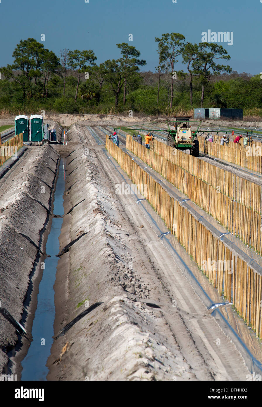 Immokalee, Floride - Les travailleurs les pieux de place en lignes où les tomates va croître. Banque D'Images Immokalee, Floride - Les travailleurs les pieux de place en lignes où les tomates va croître. Banque D'Images
