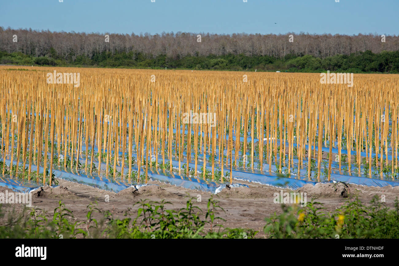 Immokalee, Florida - Participations dans un domaine où les plants de tomates commencent à se développer. Banque D'Images Immokalee, Florida - Participations dans un domaine où les plants de tomates commencent à se développer. Banque D'Images