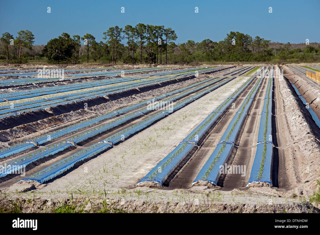 Immokalee, Florida - Rangées de plants de tomates commencent à se développer dans le sud de la Floride. Banque D'Images Immokalee, Florida - Rangées de plants de tomates commencent à se développer dans le sud de la Floride. Banque D'Images