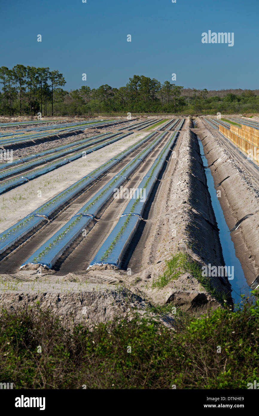 Immokalee, Florida - Rangées de plants de tomates commencent à se développer dans le sud de la Floride. Banque D'Images Immokalee, Florida - Rangées de plants de tomates commencent à se développer dans le sud de la Floride. Banque D'Images