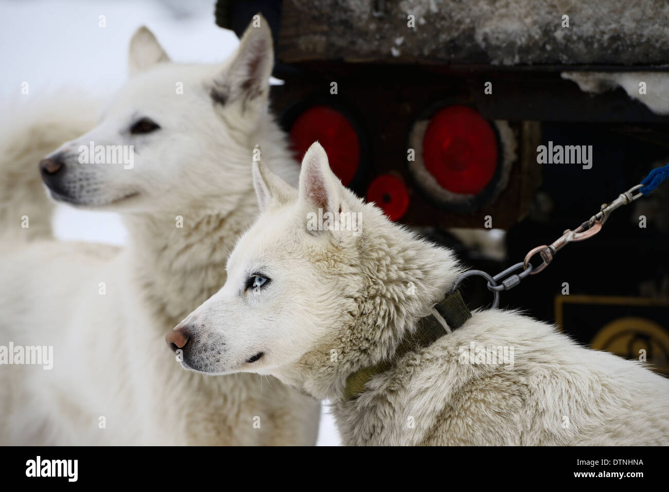 Close up of blonde Seppala Siberian Husky Sleddogs attendent d'être exploitées pour courses de traîneau à chien Snofest Marmora Ontario Canada Banque D'Images