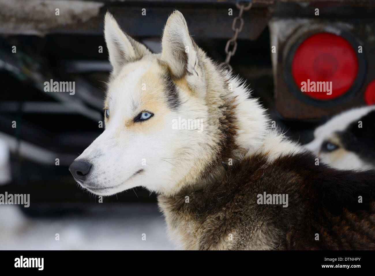 Close up of Seppala Siberian Husky Sleddogs aux yeux bleus en attente d'être exploités pour courses de traîneau à chien Snofest Marmora Ontario Canada Banque D'Images