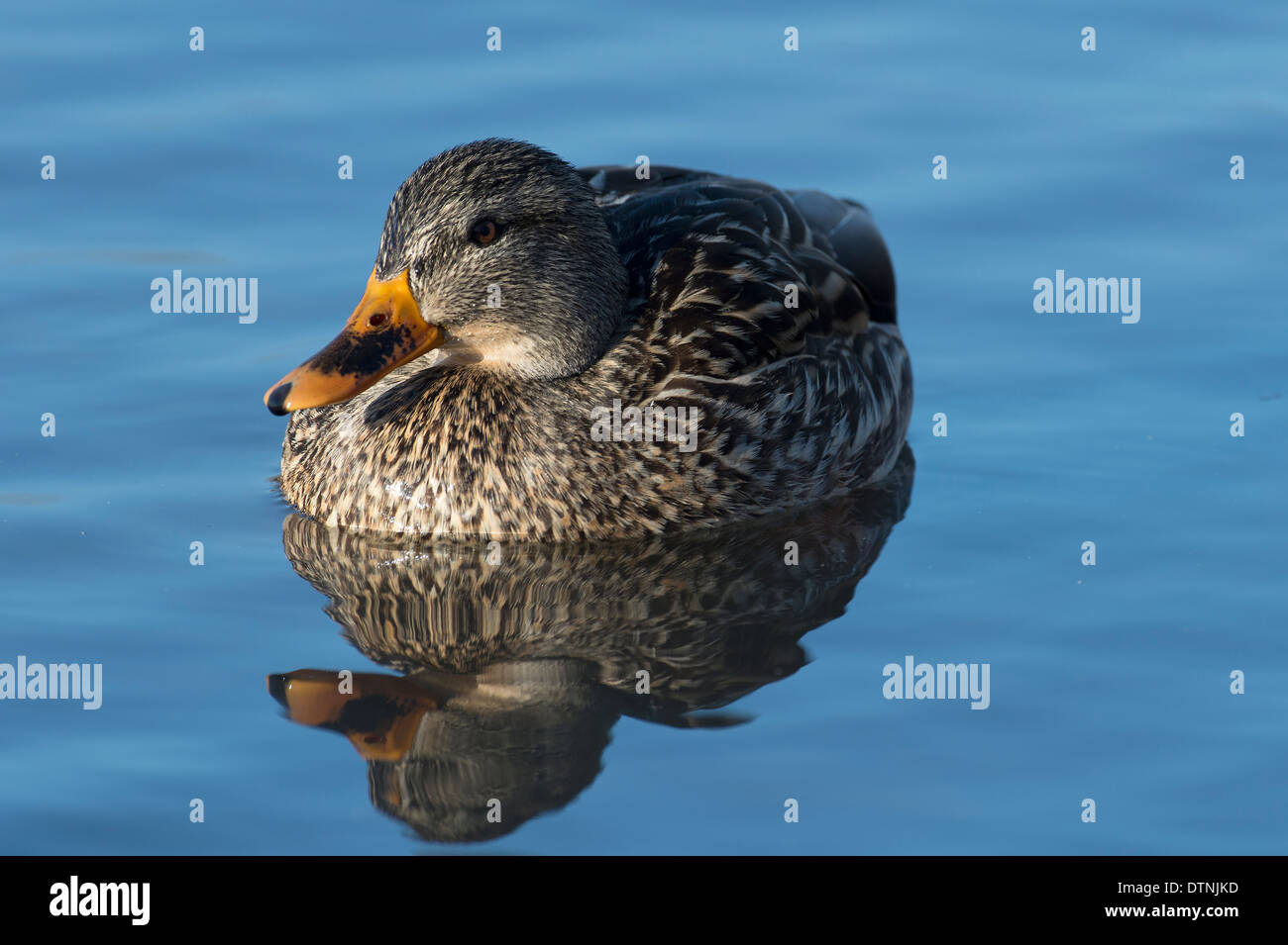 Canard colvert dans la région de White Rock Lake, Dallas, Texas, USA Banque D'Images