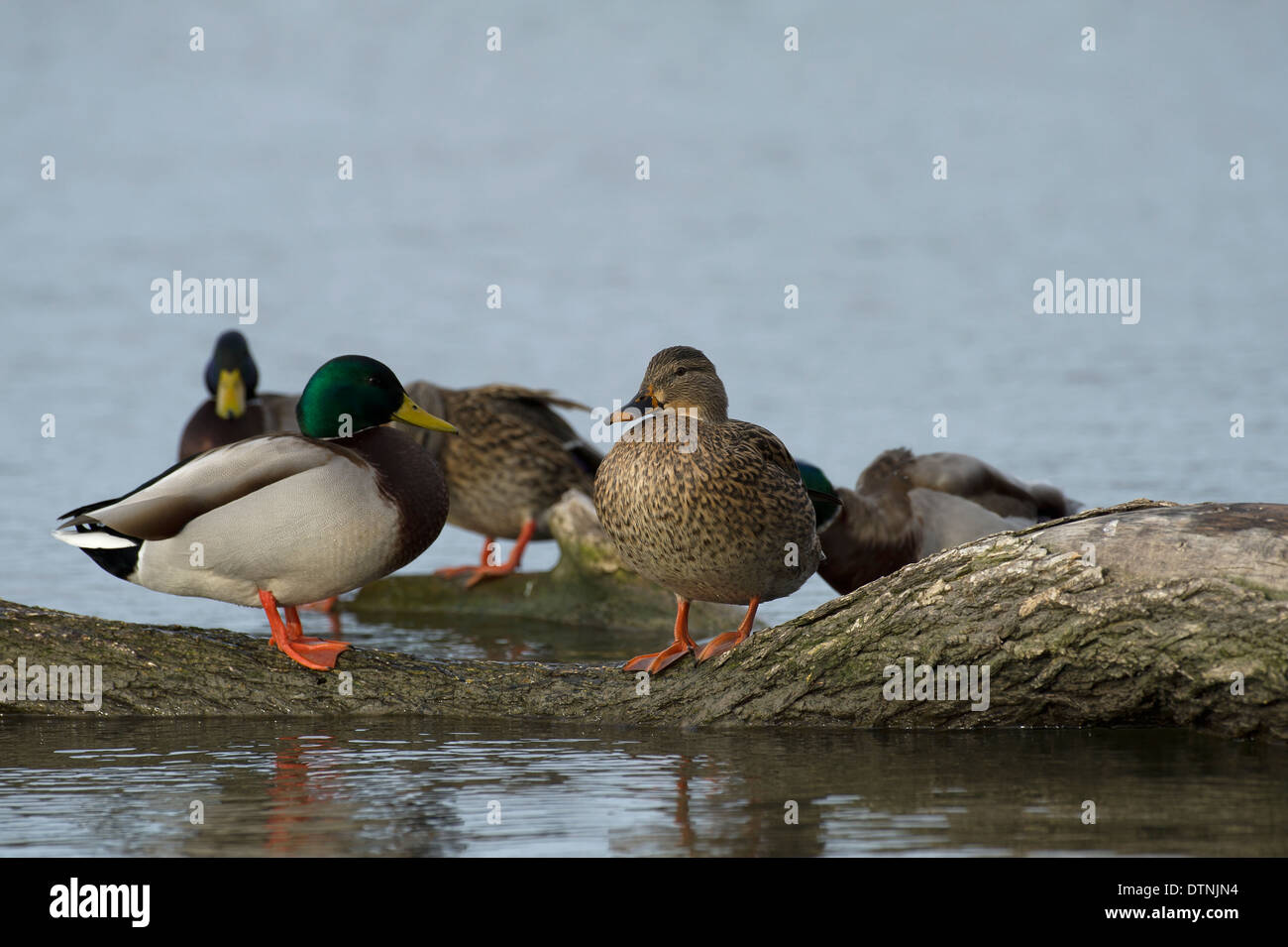 Canard colvert dans la région de White Rock Lake, Dallas, Texas, USA Banque D'Images