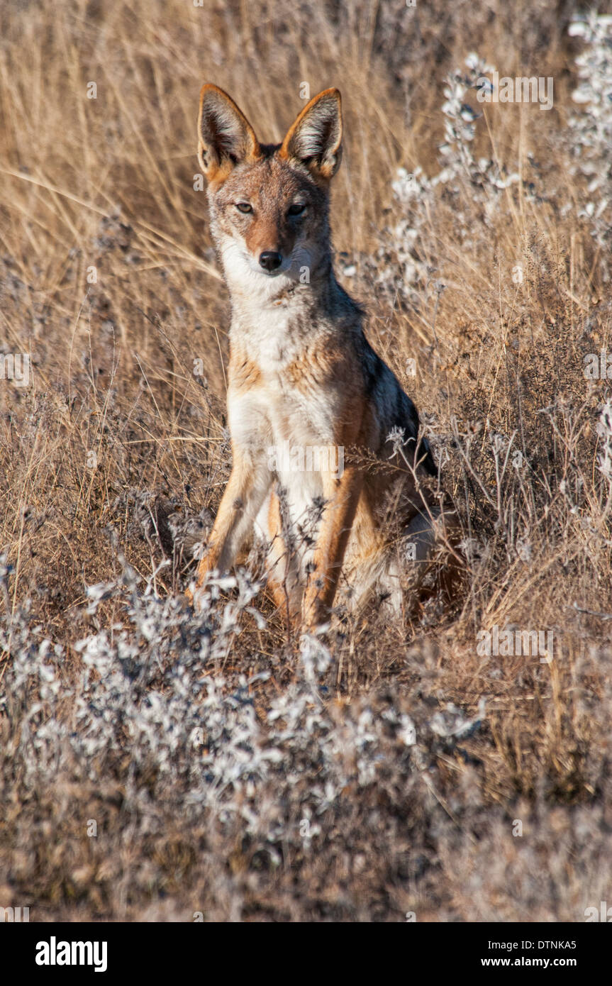 Portrait d'un chacal à dos noir, Canis mesomelas, assis dans les fleurs sauvages, Etosha, Namibie, Afrique de l'Ouest Banque D'Images
