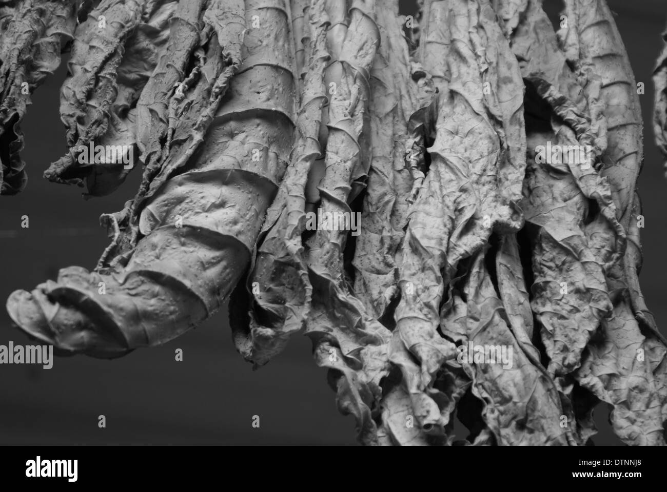 Photo en noir et blanc des feuilles de tabac suspendu pour le séchage Banque D'Images