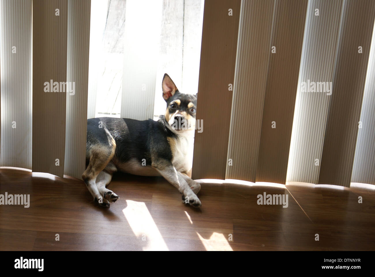 Terrier Noir portant sur le sol en face d'une porte coulissante en verre Banque D'Images
