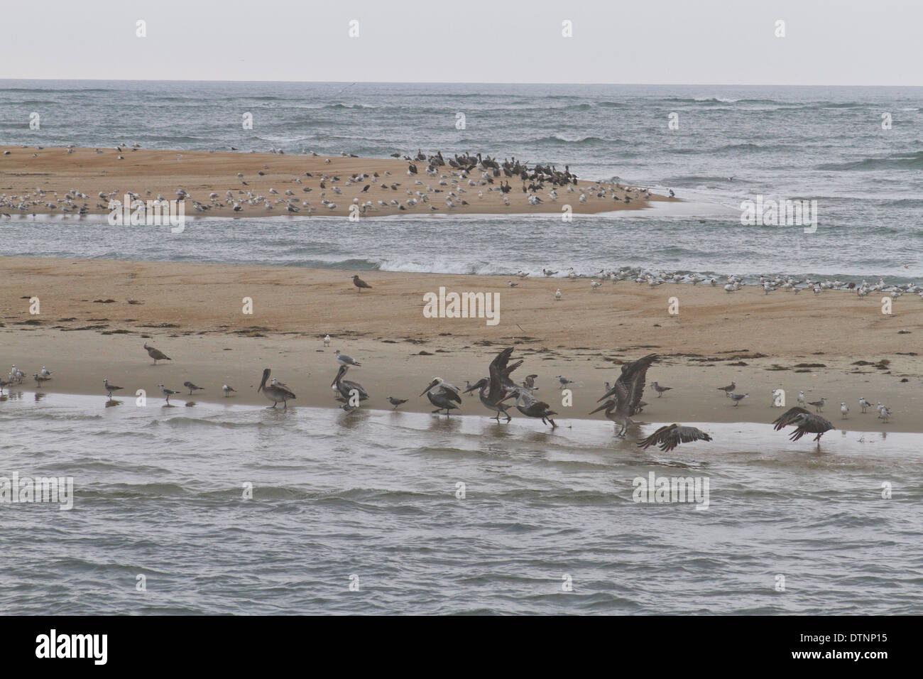 Les oiseaux se rassemblent sur les bancs dans les eaux de l'Outer Banks de la Caroline du Nord Banque D'Images