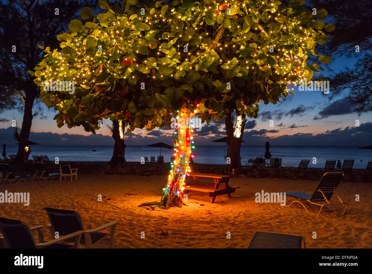 Un arbre avec des lumières de Noël au crépuscule sur la plage de Seven Seas à Grand Cayman Banque D'Images