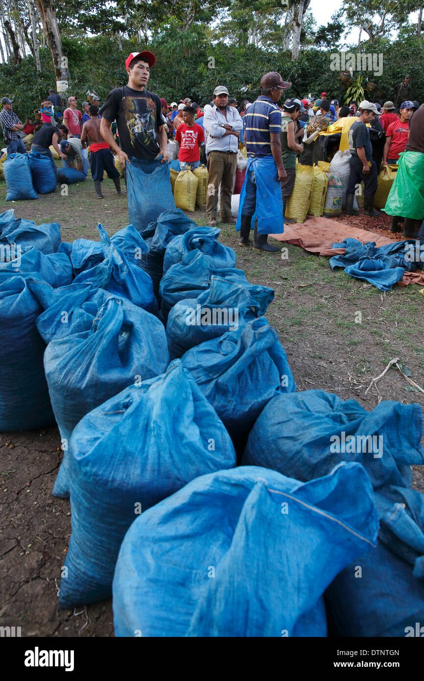 La récolte du café, sacs de grains de café récoltés en attente d'être chargées sur un camion, les hautes terres centrales, au Nicaragua Banque D'Images