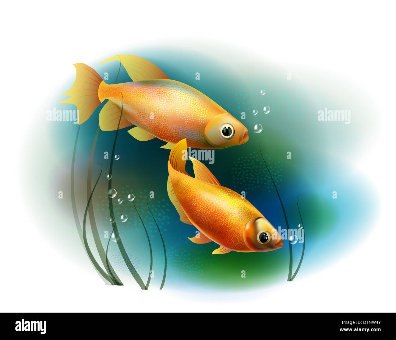 Couple de poissons rouges dans la mer Banque D'Images