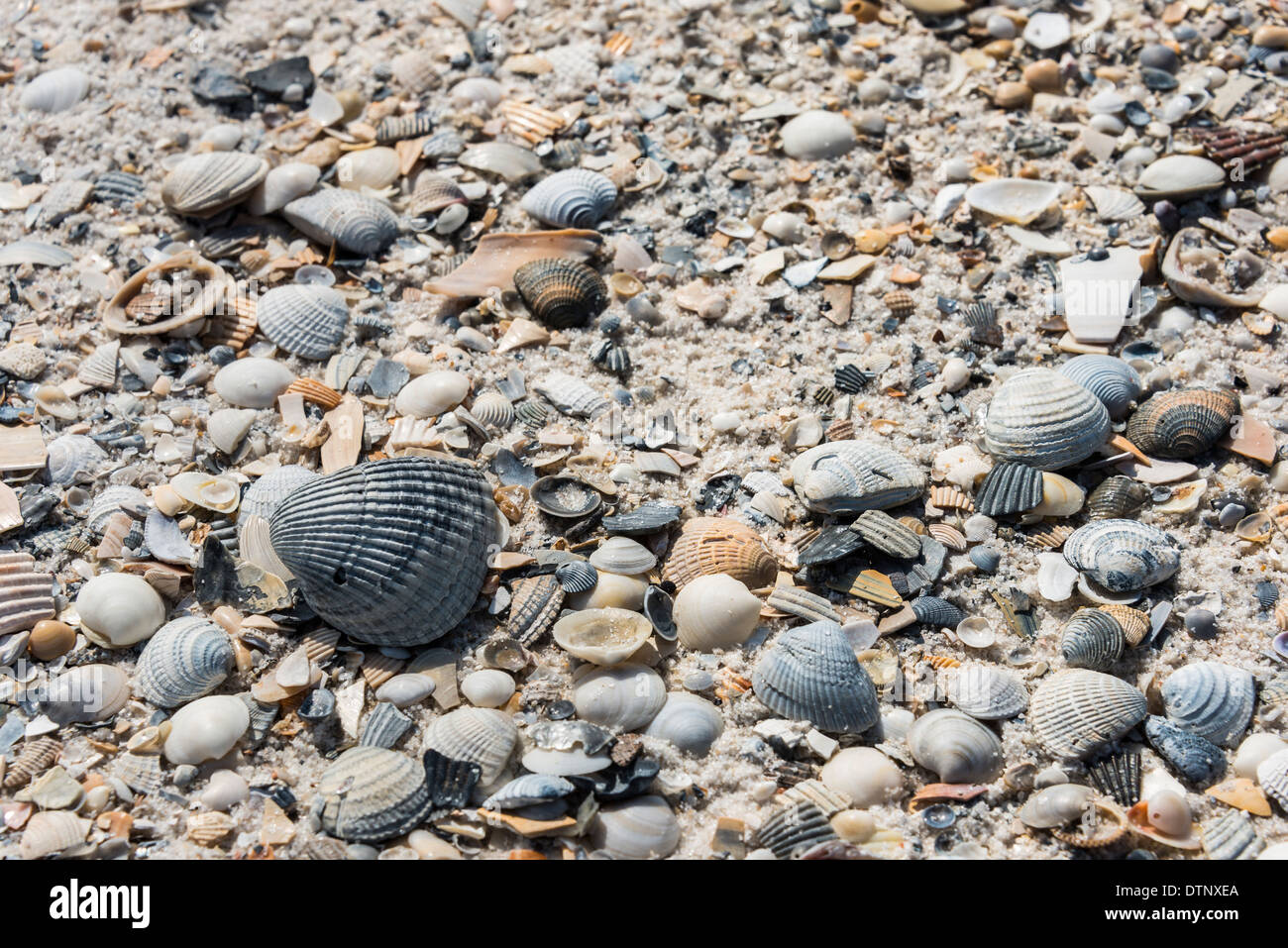 Les coquillages, le sentier de la plage de pin, Bon Secour National Wildlife Refuge, Péninsule de Fort Morgan, Gulf Shores, Alabama. Banque D'Images