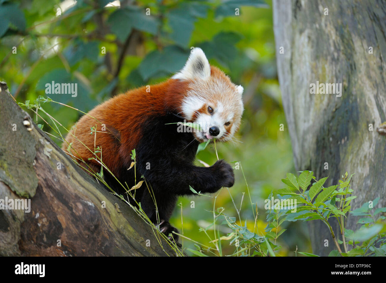 / Panda rouge (Ailurus fulgens) Banque D'Images