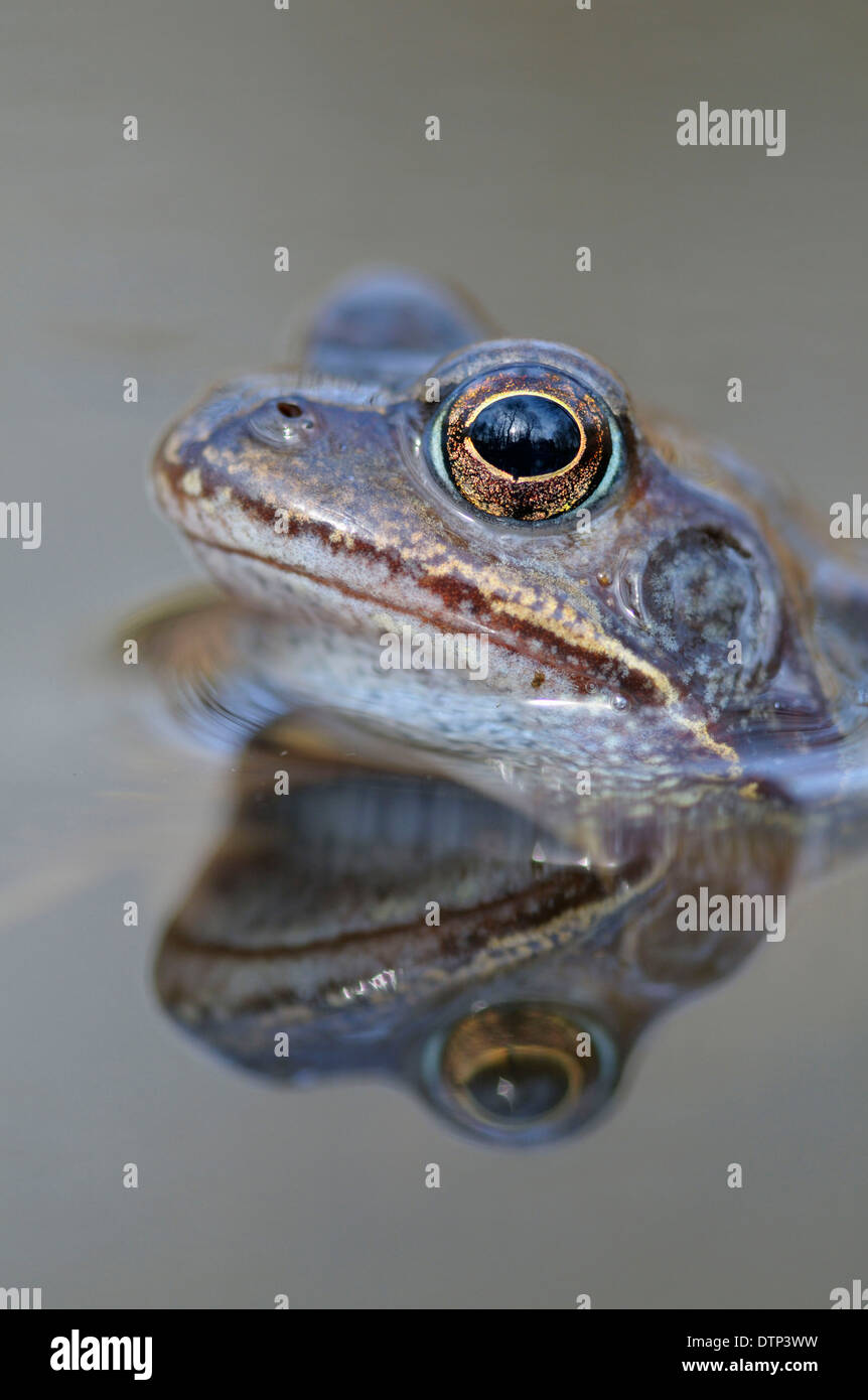 Grenouille commune européenne, homme, Rhénanie du Nord-Westphalie, Allemagne / (Rana temporaria) Banque D'Images