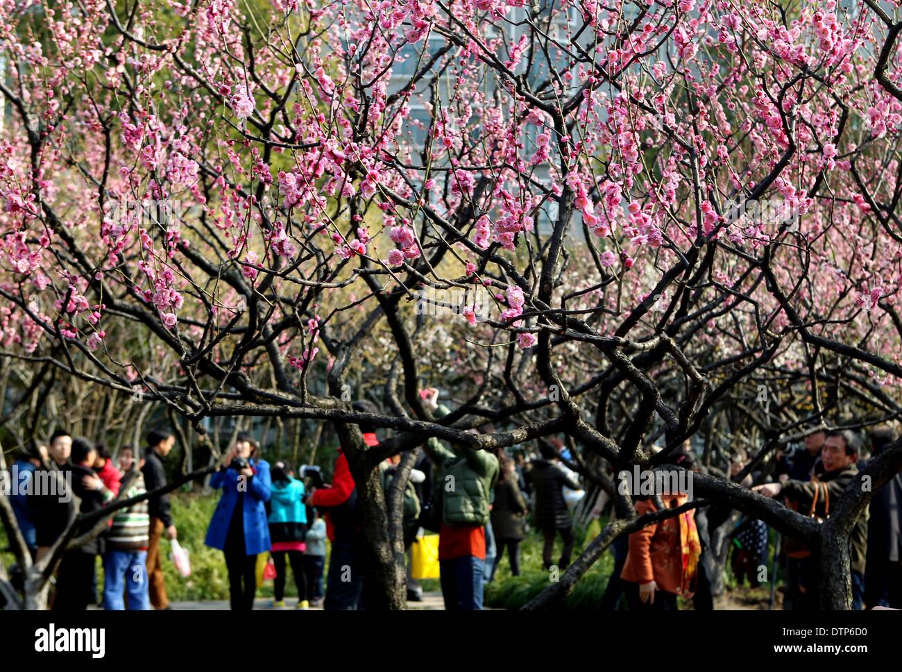 (140222) -- SHANGHAI, 22 février 2014 (Xinhua) -- Les visiteurs apprécient la prune à Xinzhuang Park à Shanghai, la Chine orientale, le 22 février 2014. Pruniers au parc foisonnent avec les températures à la hausse après une période de pluie à Shanghai. (Xinhua/Liu Ying) (WF) Banque D'Images