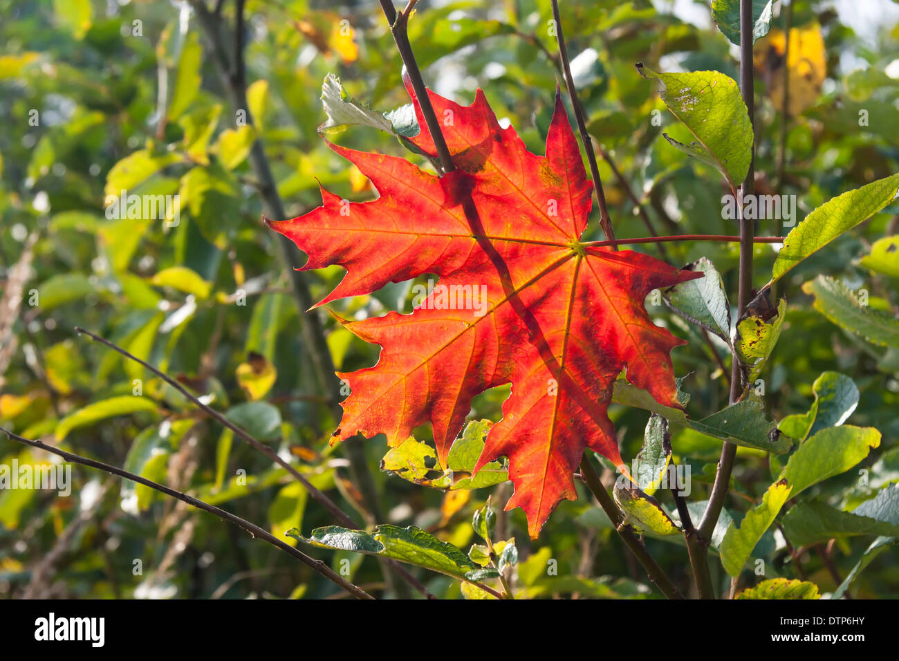 Large red maple leaf humide coincé sur un buisson Banque D'Images