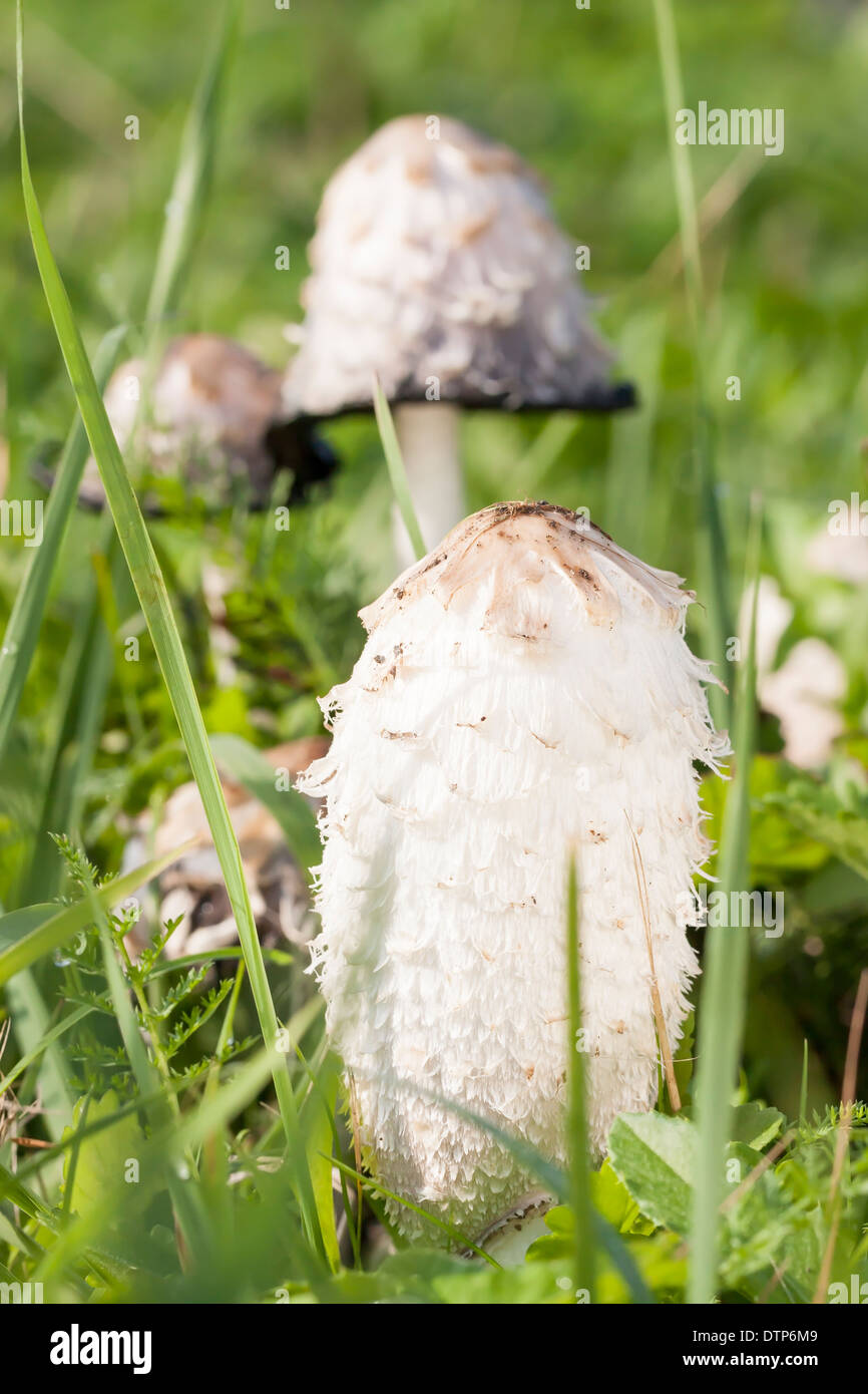 Champignons non comestibles encre shaggy cap à l'automne Banque D'Images