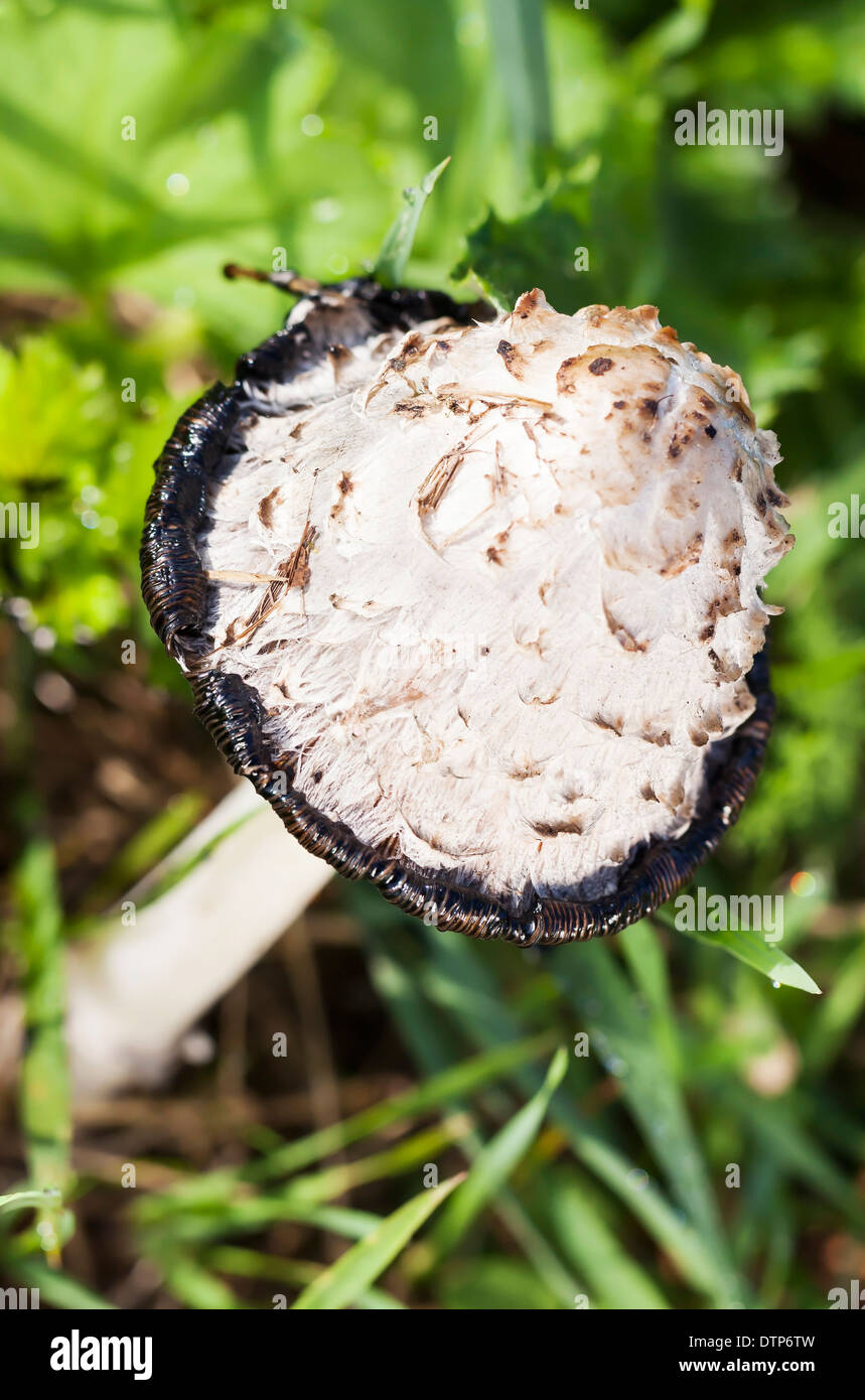 Champignons non comestibles encre shaggy cap à l'automne Banque D'Images
