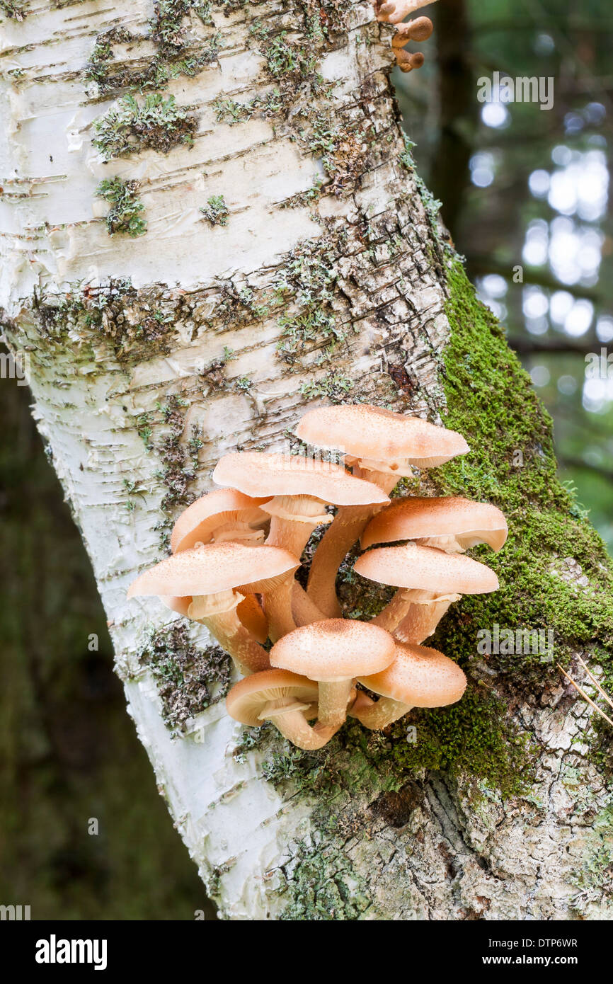 Beaucoup d'orange ou brun les champignons poussent sur une tige de l'arbre Banque D'Images