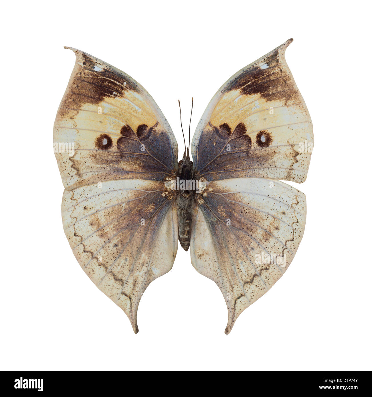 Deadleaf butterfly Banque D'Images