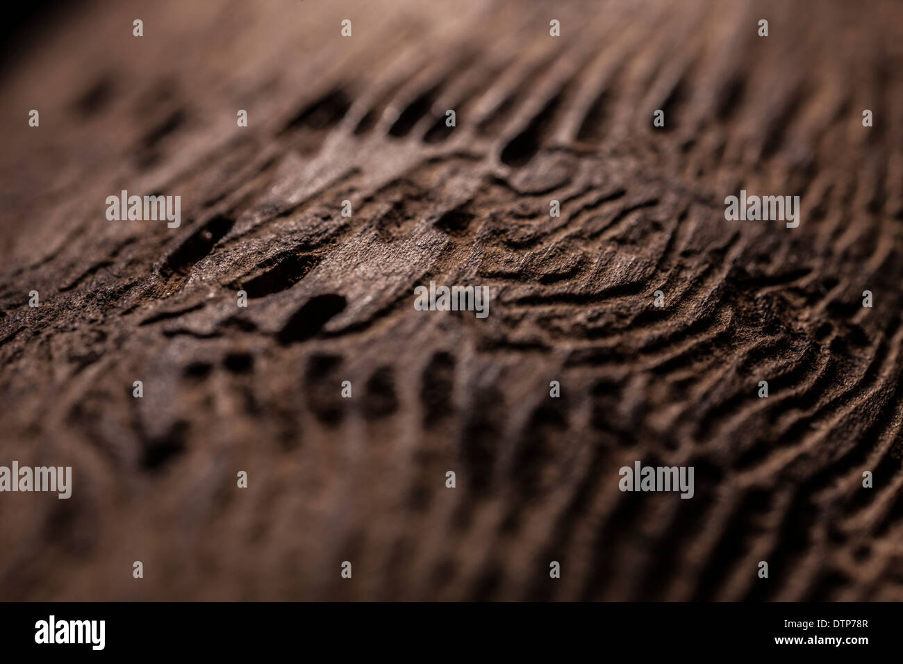 Hylesinus fraxini (scolytes) galeries sous l'écorce d'un arbre frêne Banque D'Images